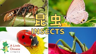Everything You Wanted to Know About Insects in Chinese 昆虫 | Learn Chinese for Kids, Toddlers, Babies