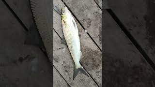 Hickory Shad 北美西鲱鱼 美国鲥鱼 纽约钓鱼 Fishing New York