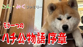 お母さんの独り言 【もう一つのハチ公物語・序章】　秋田犬【ごん・みく チャンネル】