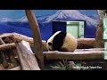 2014 12 17 圓仔小監工 giant panda yuan zai looks like a little supervisor