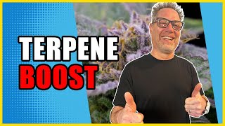 Get More Terpene Rich Cannabis Plants with THESE Simple Grow Hacks