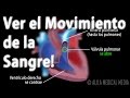 La Circulación Sanguínea a Través del Corazón, Animación. Alila Medical Media Español.