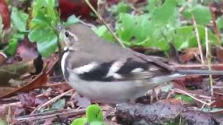 1231/2018金青中心山鶺鴒.紅胸鶲母鳥