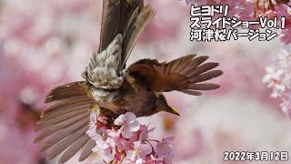 ヒヨドリ　スライドショーVol.1【河津桜バージョン】