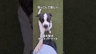 【６０キロ越えの超大型犬】抱っこおねだりの仕方がコレ❕#犬 #shorts