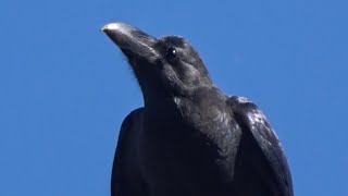 ハシブトガラスの鳴き声