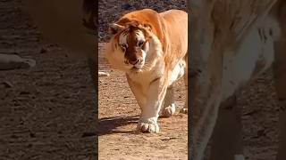 Tiger or Lion comment first#shortvideo #viral