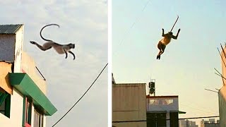 गुस्से में लंगूर, Angry Indian Langur monkey sound effects, How to monkey jump slow motion video