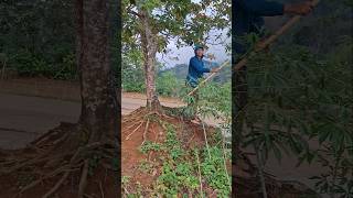 PANEN alpukat meski mendung #dailyvlog #youtubeshorts #youtube #funny #lucu #viralvideo #petani