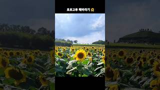 연천 호로고루 해바라기 꽃밭에서 🌻 #연천여행 #연천가볼만한곳 #가을여행 #해바라기꽃 #호로고루성 #여행 #호로고루