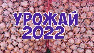 Фундук. Урожай 2022.