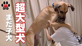 【超大型犬】飼いたくないあなた！観てください！グレートデン子犬