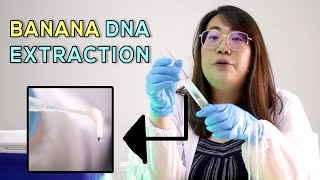 DNA extraction from BANANA | HOW TO??