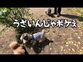 【ドッグラン】クセ強めの犬が多い中、愛を貫く羊が切ない