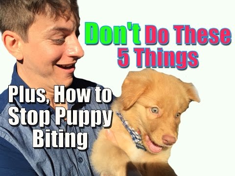 How to Stop Puppy Biting and Don’t Do These 5 Things When Training Your Puppy How to Stop Puppy Biting and Don’t Do These 5 Things When Training Your Puppy