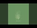 Soft Pine