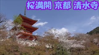 桜満開　京都　清水寺　2023.3.27