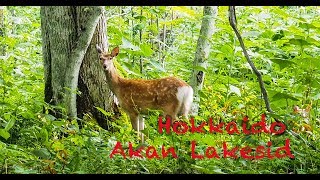 Lakeside forest walk-Akan 　阿寒湖畔ボッケ遊歩道の自然