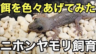 ニホンヤモリにブレンドフード　ミルワーム　コオロギをあげる【爬虫類】ニホンヤモリ飼育　Japanese gecko