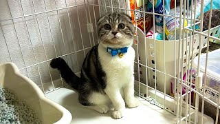 子猫スコティッシュフォルドうちにやってきた! (Scottish fold kitten)