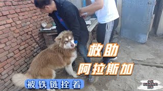 救助阿拉斯加，本该自由自在的奔跑，却被一条铁链拴着荒度余生  -Dog rescue in China 20210909