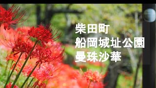 宮城県柴田町曼珠沙華2021