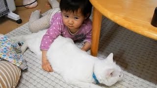 なぐさめ　猫ちゃんとヒメちゃんはお友達