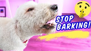 Train Dog to STOP Barking at Other Dogs 🗯 Why Dogs Bark