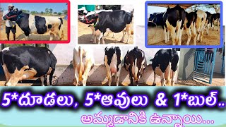 #dairyfarm 5*ఆవులు,5*దూడలు,1*బుల్ --9704655455 \