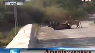 Amreli: A lion attacked on a Bull | Mantavya News