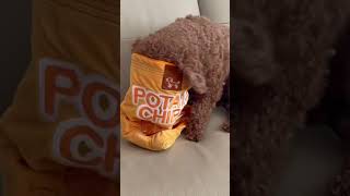 Poodle Puts His Head In A Dog Toy Bag | 泰迪貴賓狗喜歡這樣玩玩具的 #shorts #泰迪 #貴賓