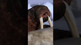 The Walrus' are having a tusk-tastic time in the arctic 🦭 #AmazingAnimals #NatGeoKids