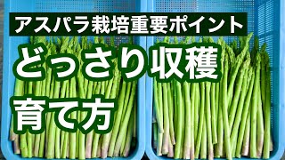 【アスパラガス栽培】アスパラを早くたくさん収穫できる育て方のポイント