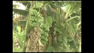 Janadesh: Problems of banana farmers in Jalgaon