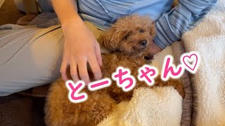 飼い主が仕事だと思ったら違った時の犬の反応がこちらです