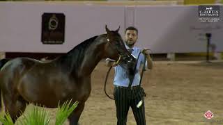 N 194 SAQR AL TAMIMI   The Turfah Arabian Horse Show 2023   Colts 2 Years Old Class 8A