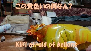 猫は風船で遊ぶのか　-Cats play with balloons-