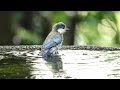 権現山バードサンクチュアリのヤマガラ（幼鳥）のぎこちない水浴び　その１４（4k60p動画）