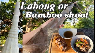 Bamboo shoot in Coconut milk & Fried porkbelly #outdoorcooking #cookingoutdoor