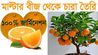 How can grow malta trees from seed || মাল্টা বীজ থেকে চারা তৈরি