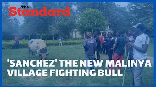 Police fire teargas to try and stop Sanchez's first bull fight from taking place at Malinya Stadium