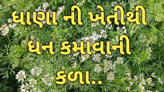 ધાણા ની ખેતીથી ધન કમાવાની કળા...!! The art of making money from coriander cultivation. Mo:9824431335