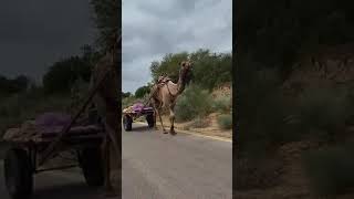 Camel carrying heavy load #shortfeed #الجمال #viral #camel #viralvideo #shortvideo #video #its