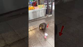 Monkey steals mangoes from the shop 😱#shorts