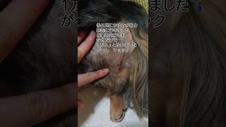 動物病院に行ってきました　後ろ足にかゆみがあり受診　お薬を処方され今日は1万670円お支払いしました😢が～ん　ショック　シルバーダップル　ミニチュアダックスフンド　ぎん　