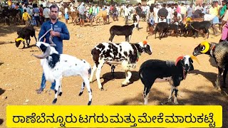 Ranebennur Tagaru and goats market update | Every Sunday morning bazar | Karnataka