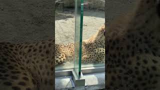 ちぃたん【猫のような猛獣チーター 205章】#多摩動物公園#shorts #チーター#cheetah