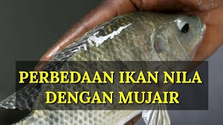 Perbedaan ikan Nila dengan ikan mujair