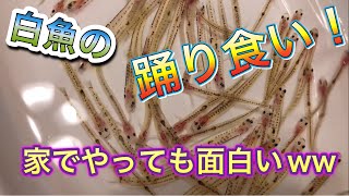 TVでよく見る白魚の踊り食いを自宅で食べてみたらめっちゃポン酢飛ばされた