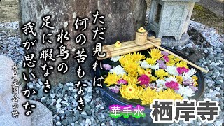 華手水【栖岸寺】　★概要欄の住職一口法話もご覧ください♪★